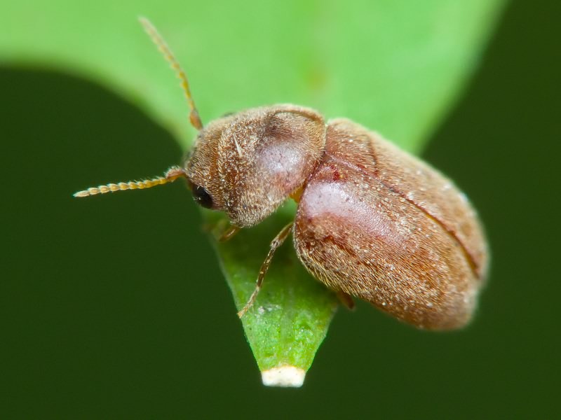 Lasioderma serricorne (Fabricius, 1792)
